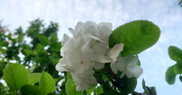 White Flowers Set Against a Blue Sky and Green Leaves in Springtime